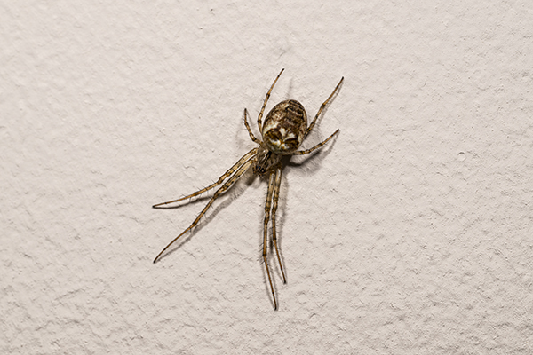 Metellina segmentata, Orb web spider