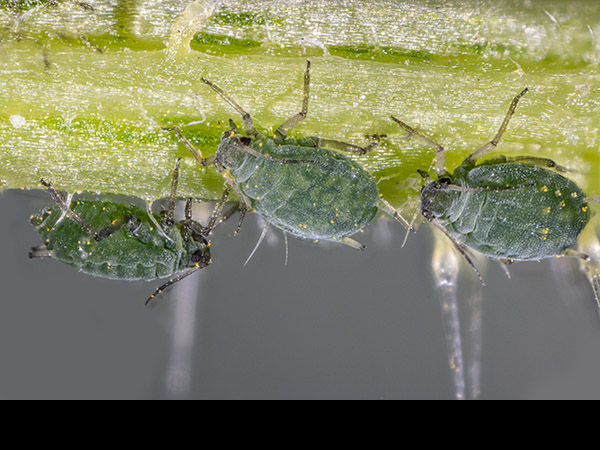 Microlophium carnosum, Nettle Aphid