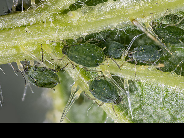 Microlophium carnosum, Nettle Aphid