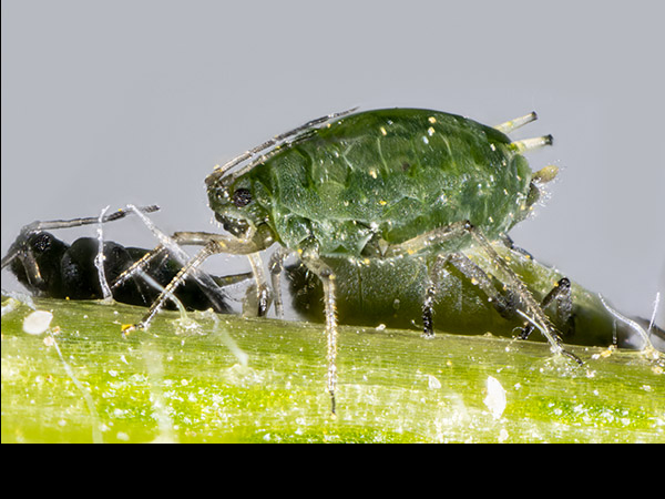 Microlophium carnosum, Nettle Aphid