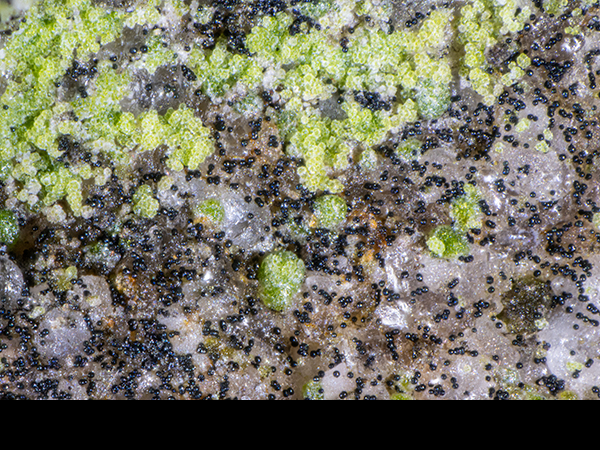 Millstone Grit surface life