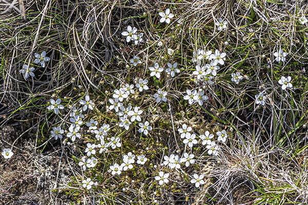 Minuartia verna, Leadwort