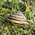 Molluscs