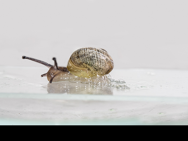 Monacha cantiana, Kentish Snail