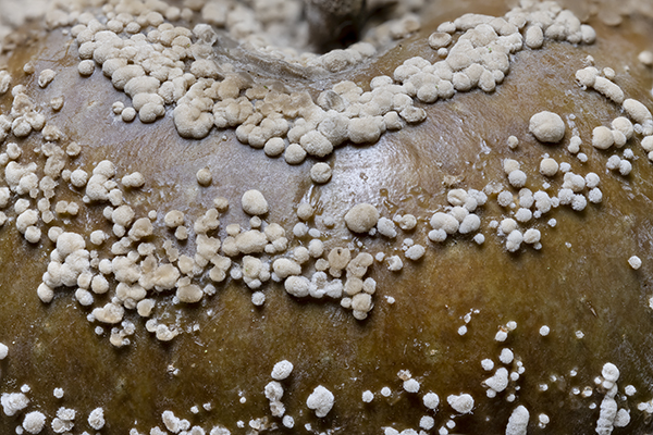 Monilia fructigena, Brown fruit rot