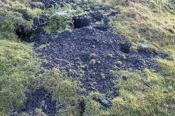 Fossils in coal