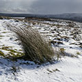 Moorland