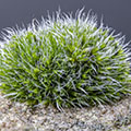 Mosses & liverworts