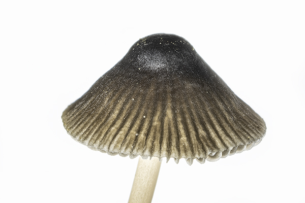 Mycena aetites, Drab Bonnet