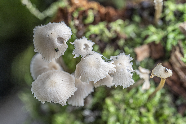 Mycena pura, Lilac Bonnet