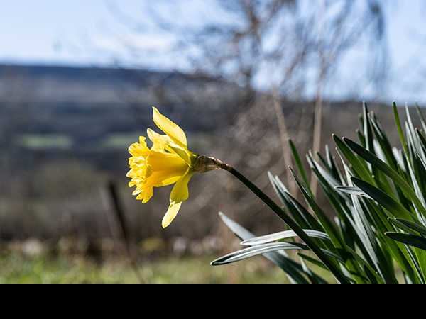 Narcissus, Daffodil