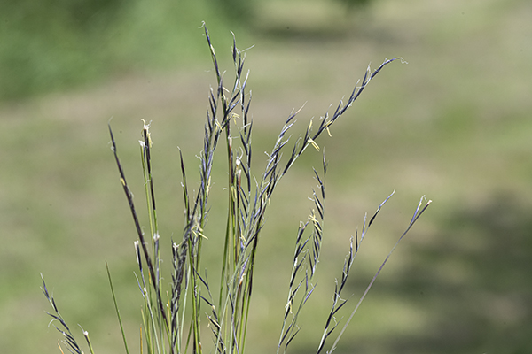 Nardus stricta, Mat-grass