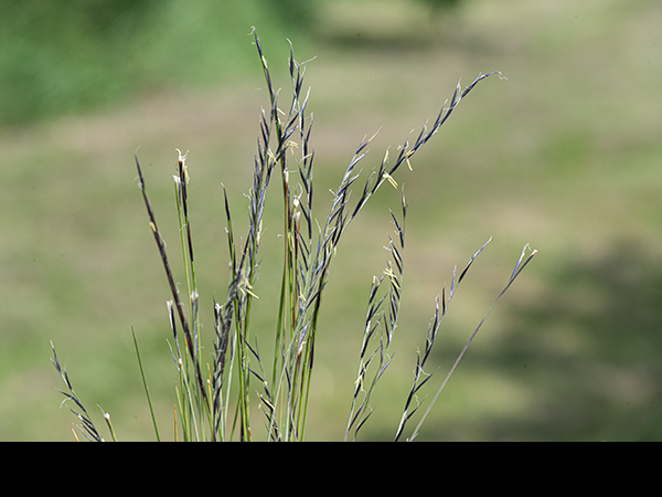 Nardus stricta, Mat-grass