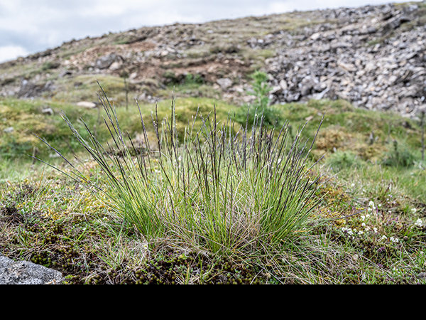 Nardus stricta, Mat-grass