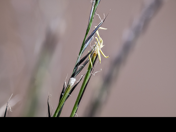 Nardus stricta, Mat-grass