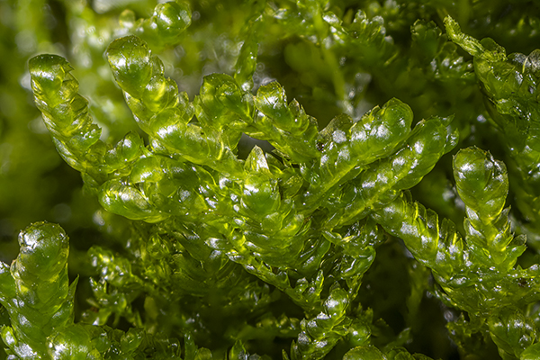 Neckera crispa, Crisped Neckera