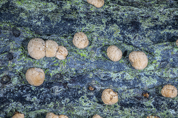 Nectria cinnabarina, Coral Spot