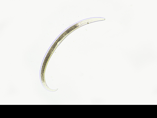 Nematode from moss