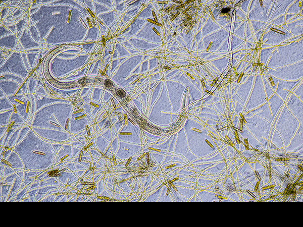 Aquatic Nematode worm with algae