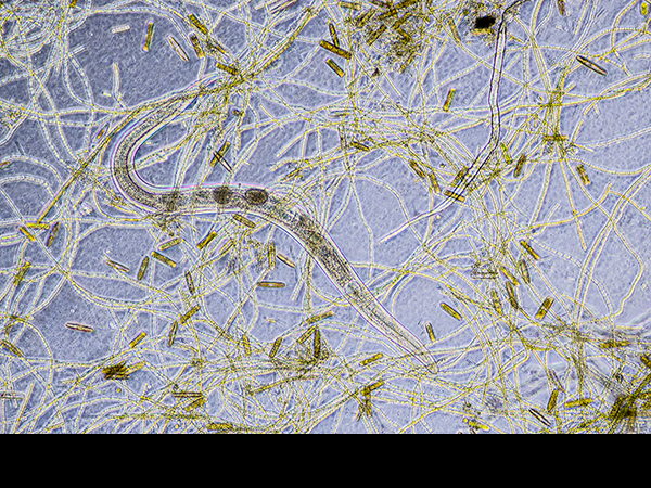 Aquatic Nematode worm with algae
