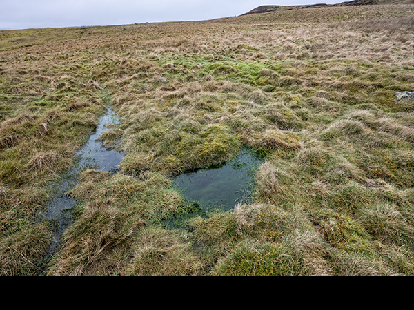 Moorland bog