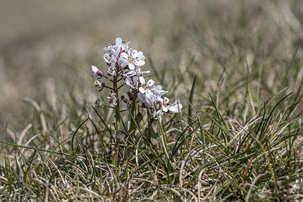 Noccaea caerulescens, Alpine Pennycress