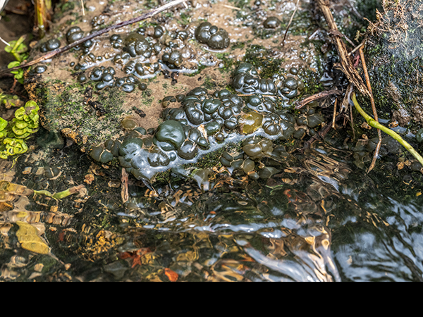 Nostoc, gelatinous balls