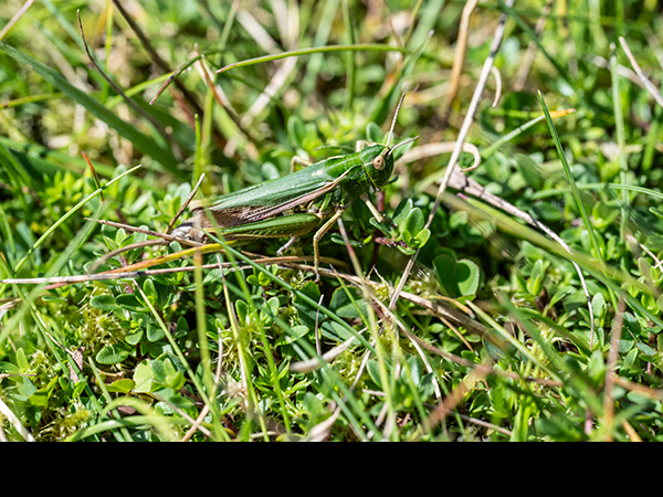 Omocestus viridulus, Common Green Grasshopper