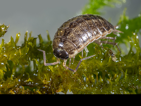 Oniscus asellus from moss