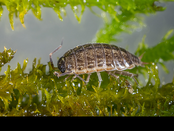 Oniscus asellus from moss