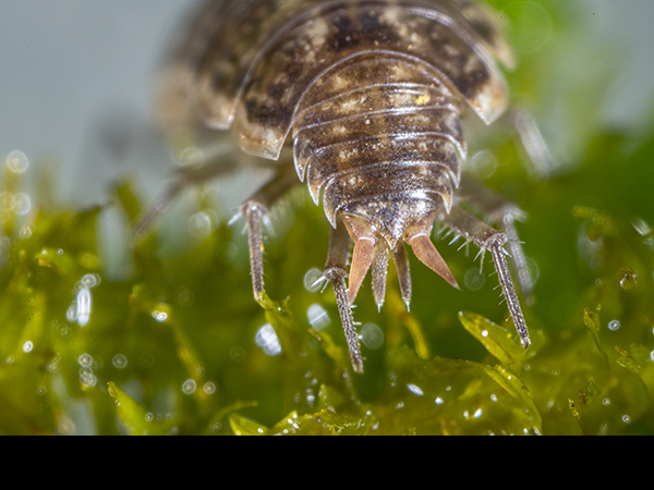 Oniscus asellus abdomen tip