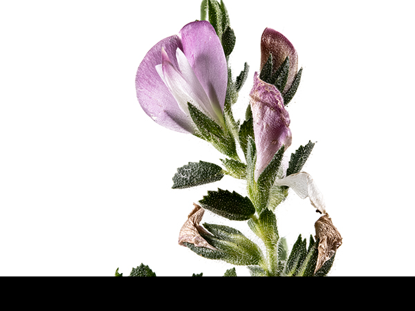 Ononis repens, Common Restharrow