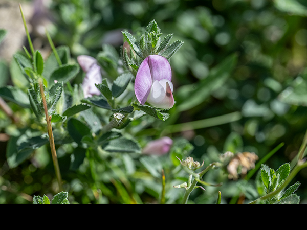 Ononis repens, Common Restharrow