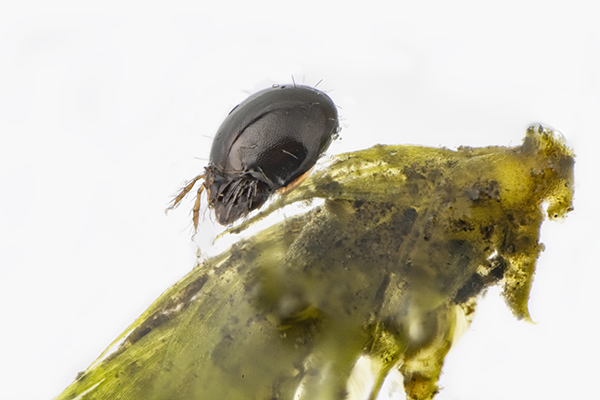 Oribatid mites in moss