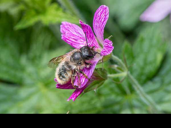 Osmia bicornis, Red Mason Bee