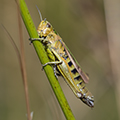 Other insects