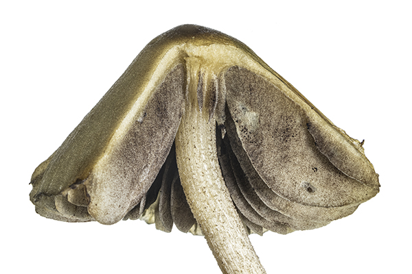 Panaeolina foenisecii, Brown Mottlegill