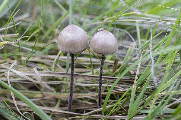 Panaeolus fimicola, Turf Mottlegill
