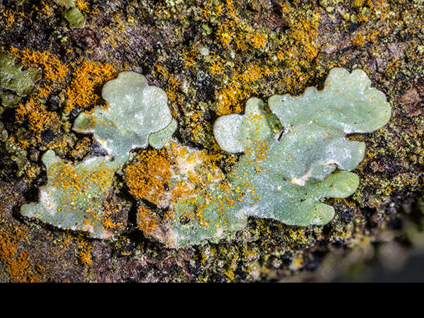 Parmelia sulcata