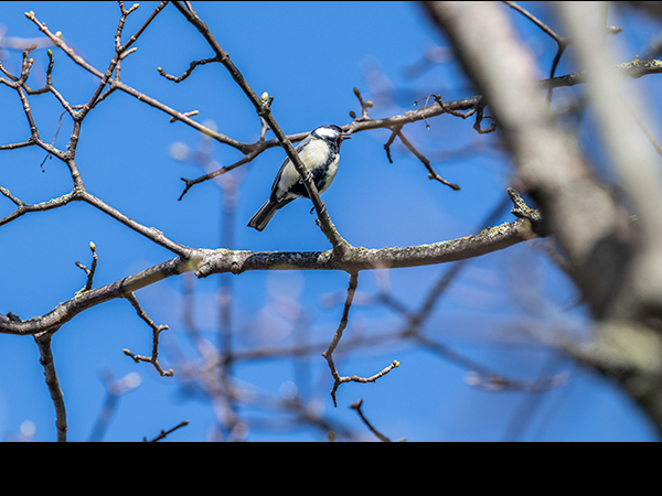 Parus major, Great Tit