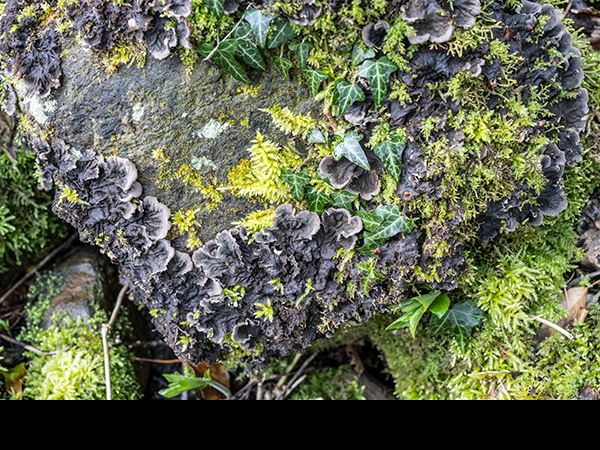 Peltigera membranacea
