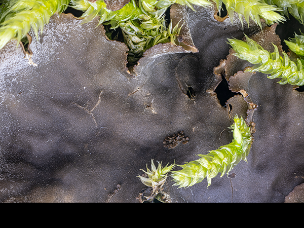 Peltigera membranacea