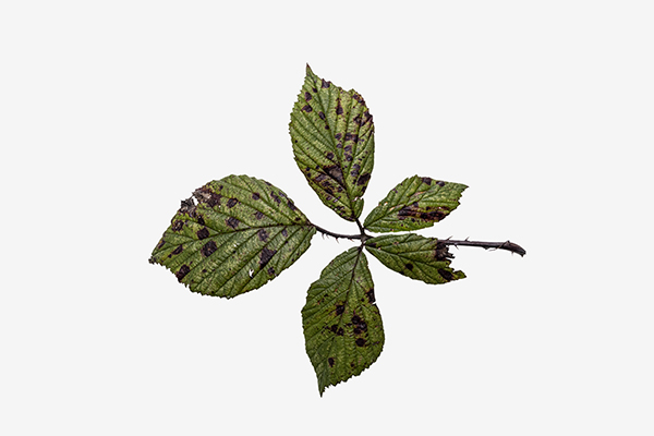 Peronospora spp., Downy Mildew