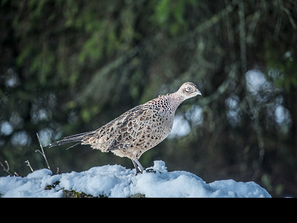 Phasianus colchicus, Pheasant