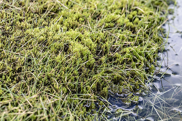 Philonotis fontana, Fountain Apple-moss