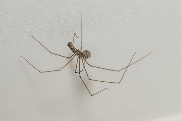 Pholcus phalangioides, Cellar Spider