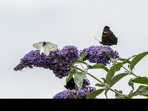 Pieris brassicae, Large White