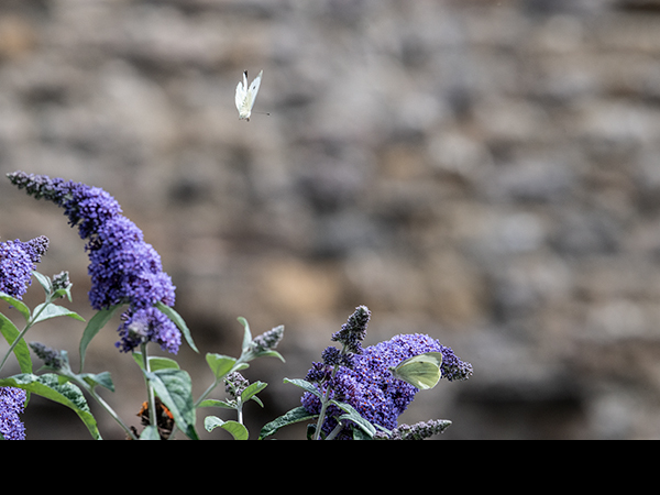 Pieris brassicae, Large White