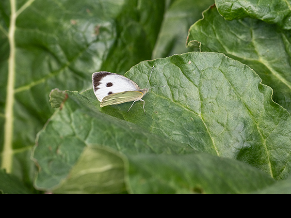 Pieris brassicae, Large White