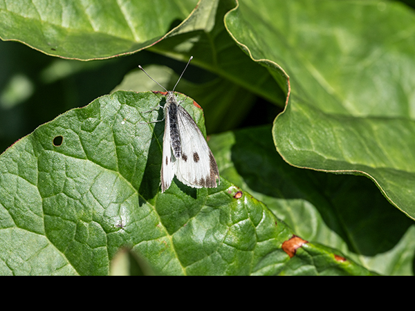 Pieris brassicae, Large White